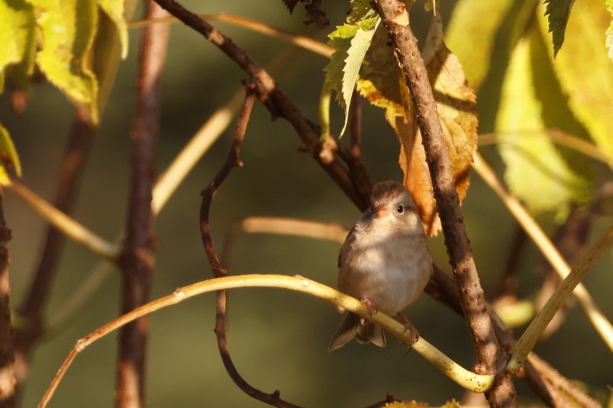 Field Sparrow - ML625250471