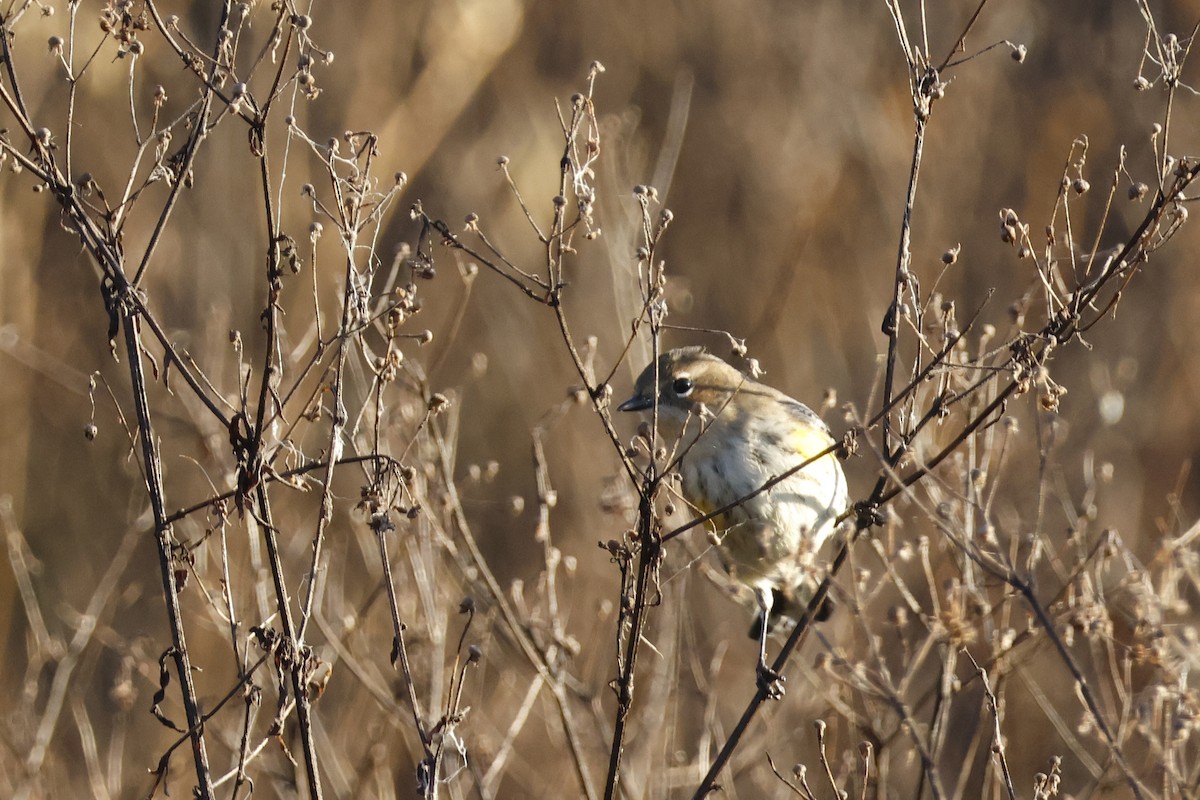 Yellow-rumped Warbler (Myrtle) - ML625250473