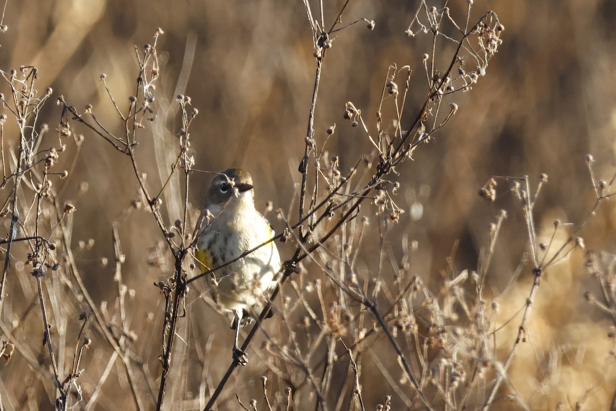 Yellow-rumped Warbler (Myrtle) - ML625250474