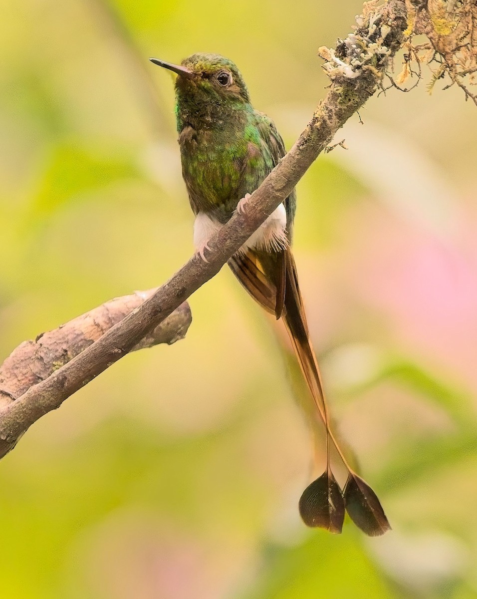 White-booted Racket-tail - ML625250513