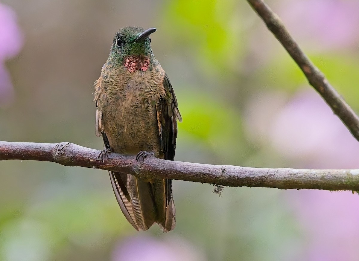 Fawn-breasted Brilliant - ML625250519