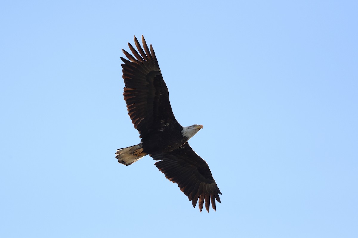 Bald Eagle - ML625250525