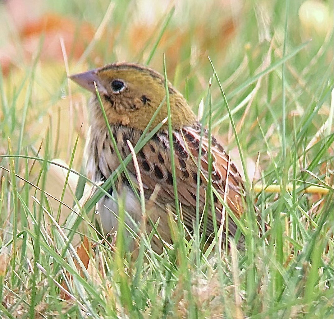 Henslow's Sparrow - ML625250649