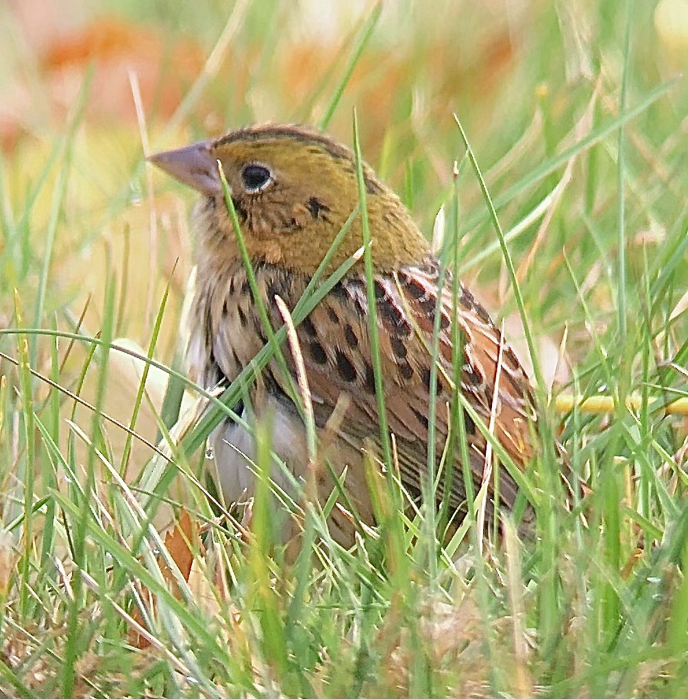 Henslow's Sparrow - ML625250650