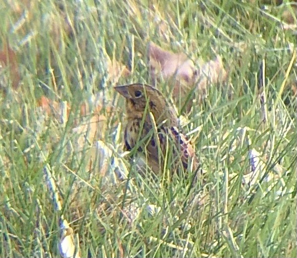 Henslow's Sparrow - ML625250653