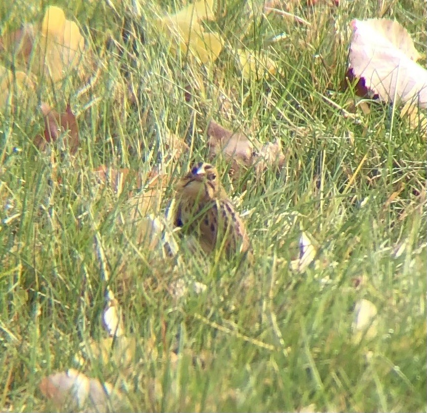 Henslow's Sparrow - ML625250661