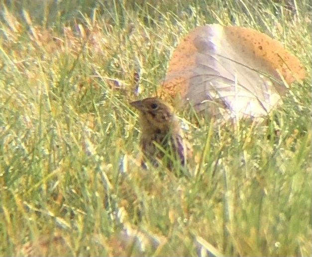 Henslow's Sparrow - ML625250662