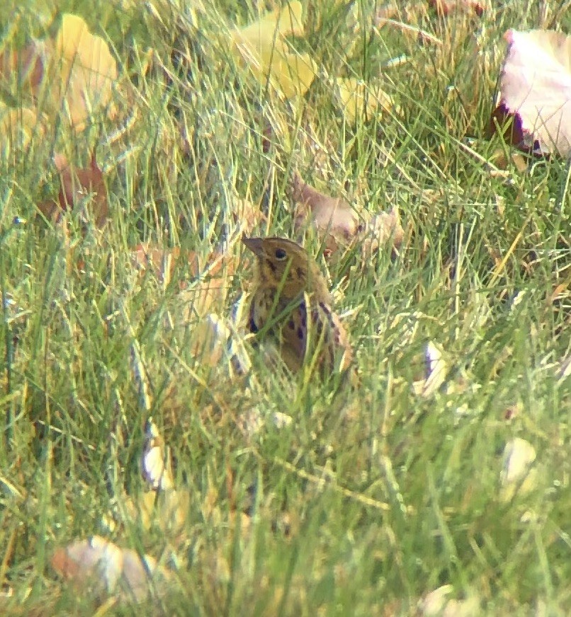 Henslow's Sparrow - KZ F