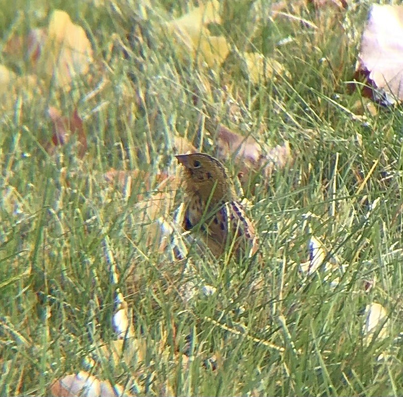 Henslow's Sparrow - ML625250664