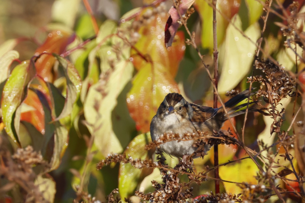 Swamp Sparrow - ML625250681