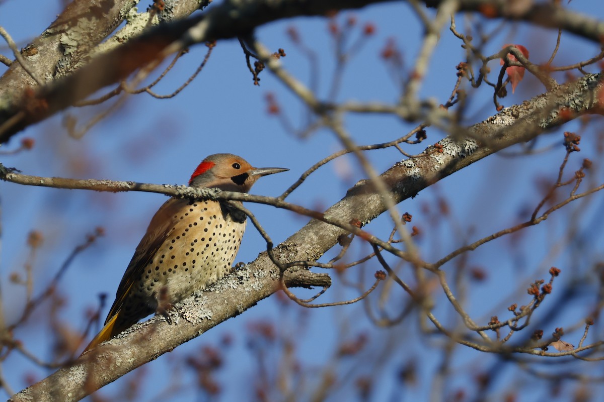 Northern Flicker (Yellow-shafted) - ML625250688