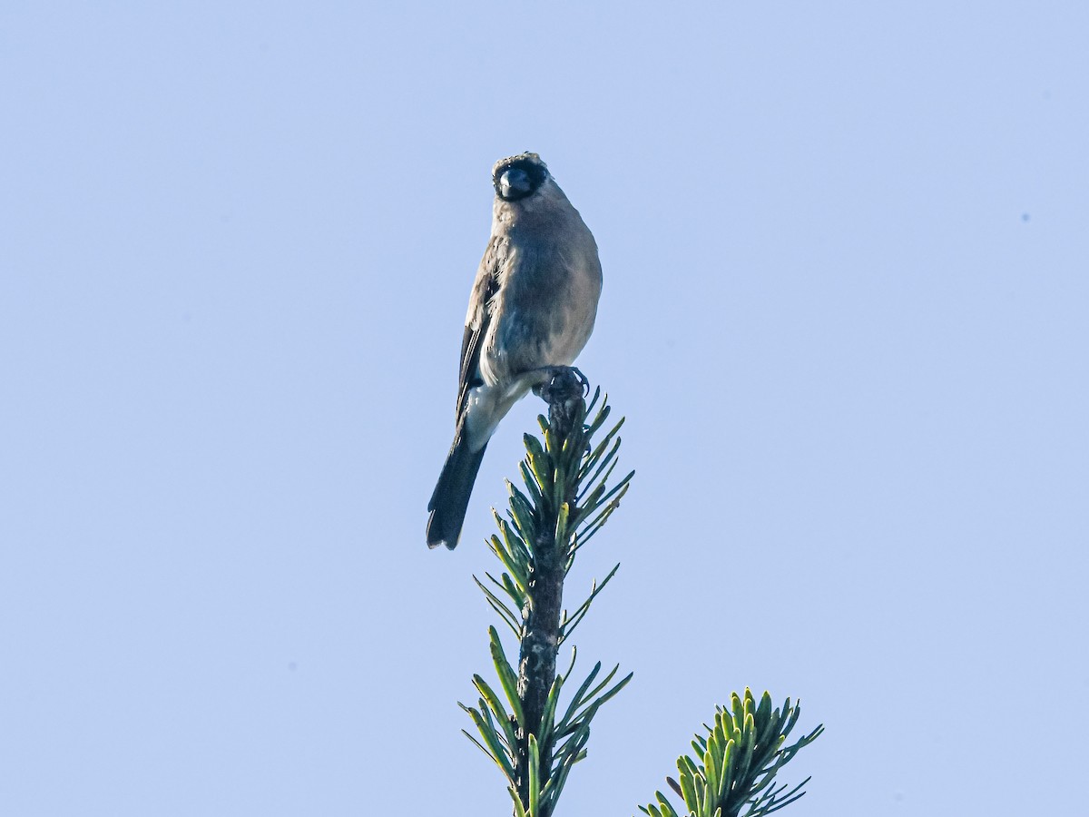 Red-headed Bullfinch - ML625250694