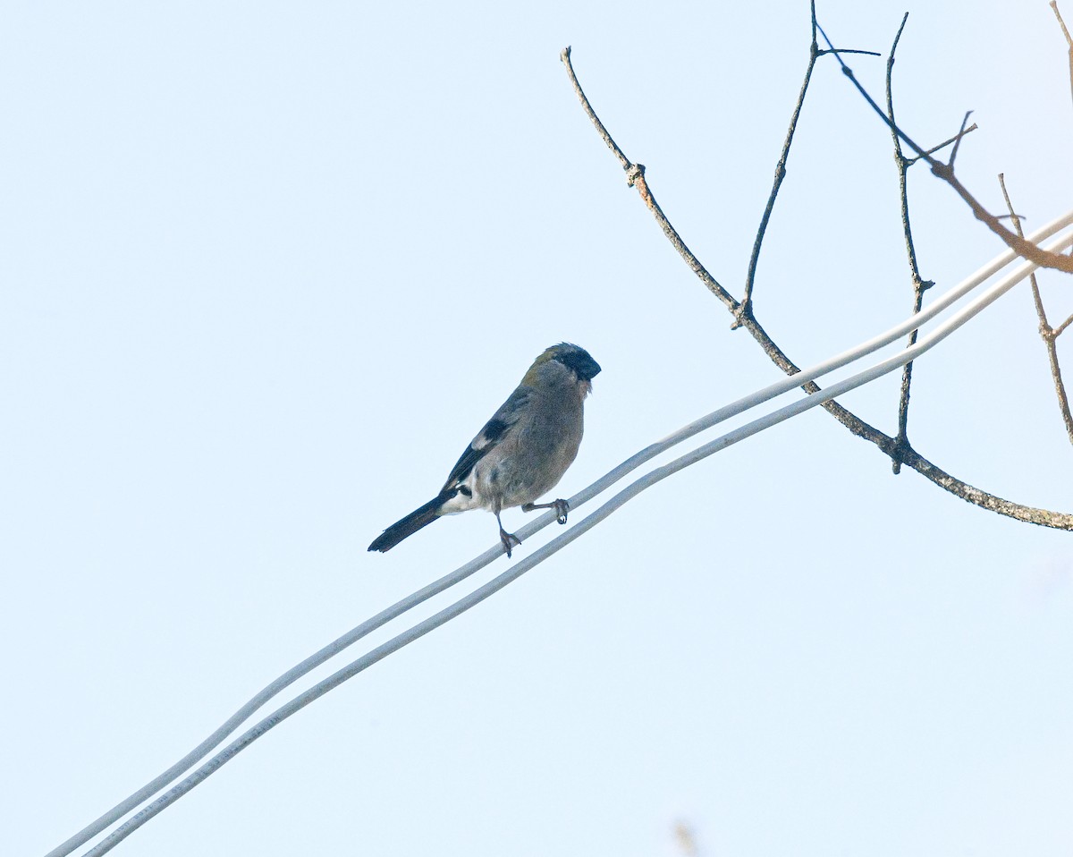 Red-headed Bullfinch - ML625250695