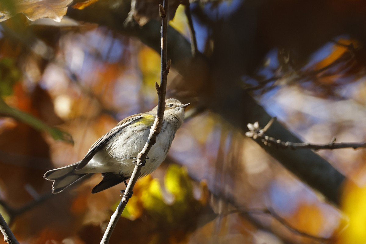 Yellow-rumped Warbler (Myrtle) - ML625250706