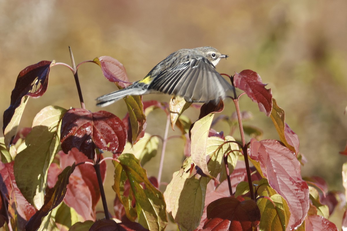 Yellow-rumped Warbler (Myrtle) - ML625250707