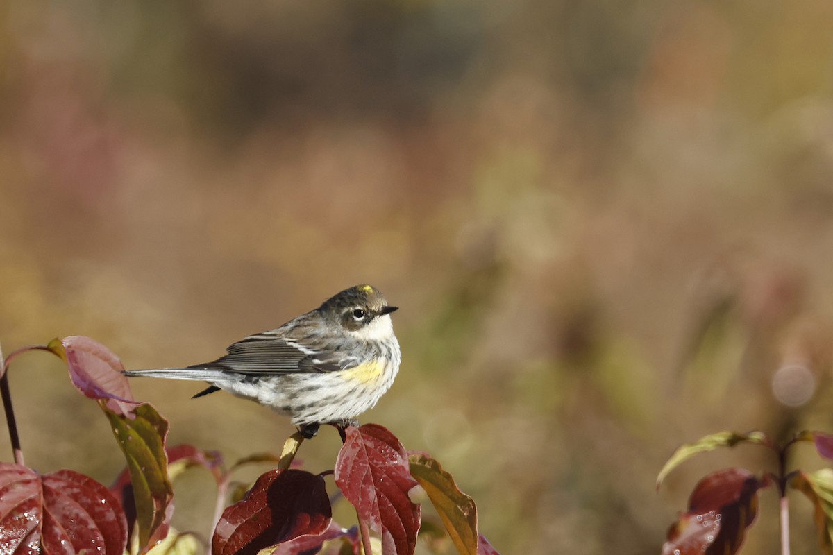 Yellow-rumped Warbler (Myrtle) - ML625250710