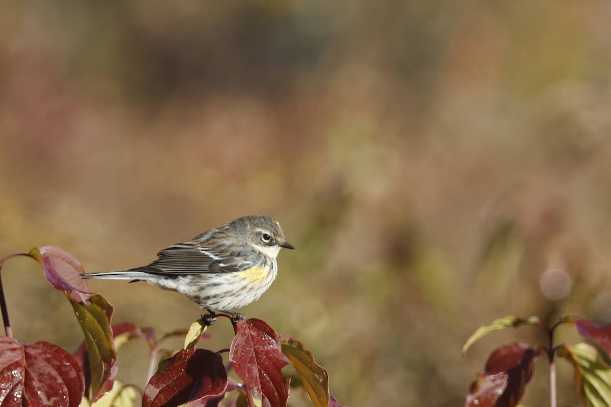 Yellow-rumped Warbler (Myrtle) - ML625250711