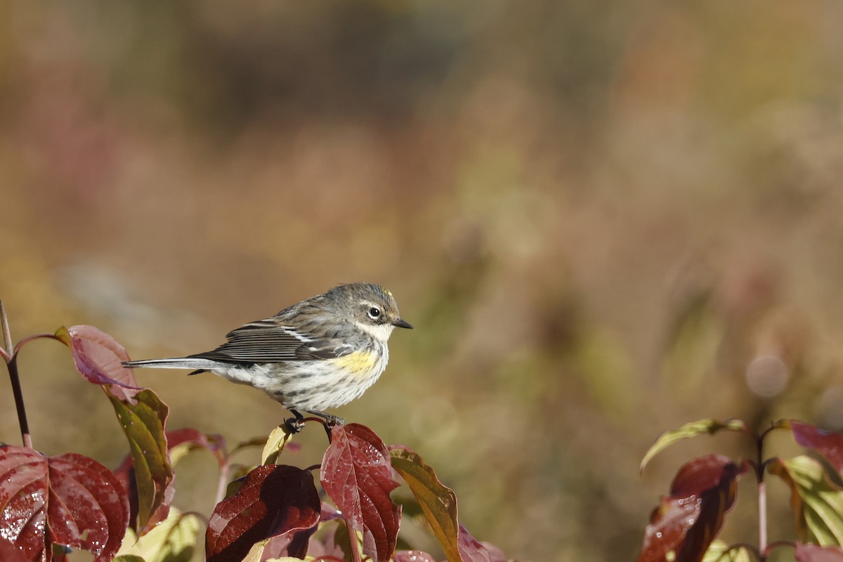 Yellow-rumped Warbler (Myrtle) - ML625250712