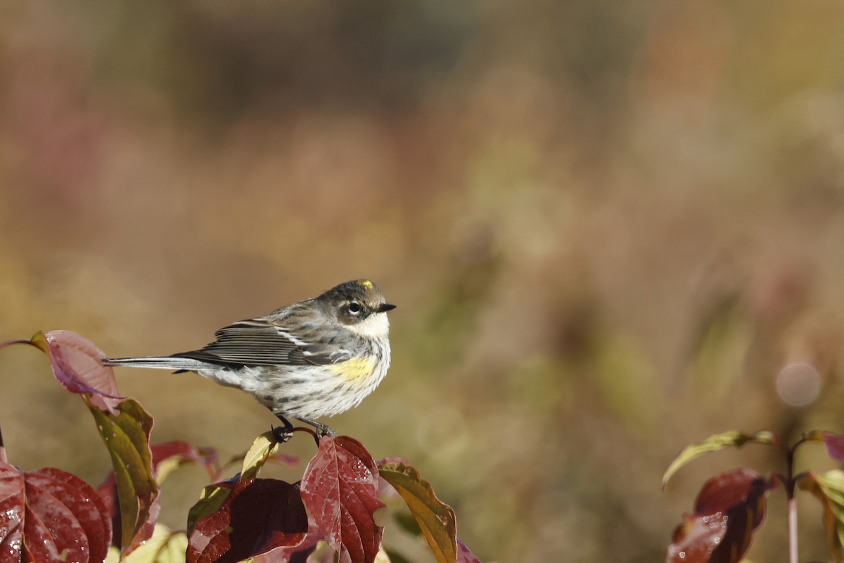 Yellow-rumped Warbler (Myrtle) - ML625250713