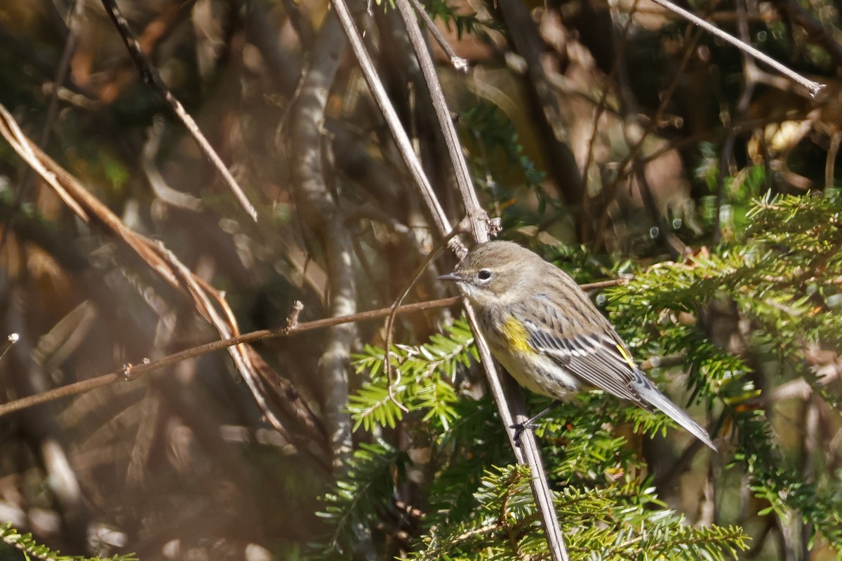 Yellow-rumped Warbler (Myrtle) - ML625250720