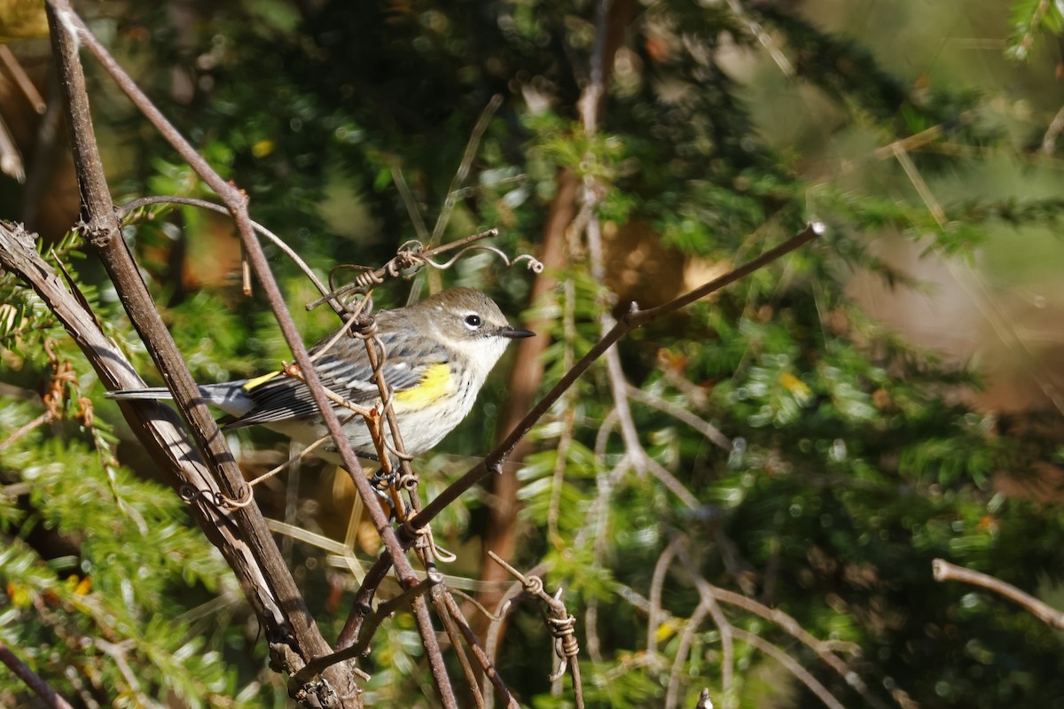 Yellow-rumped Warbler (Myrtle) - ML625250721