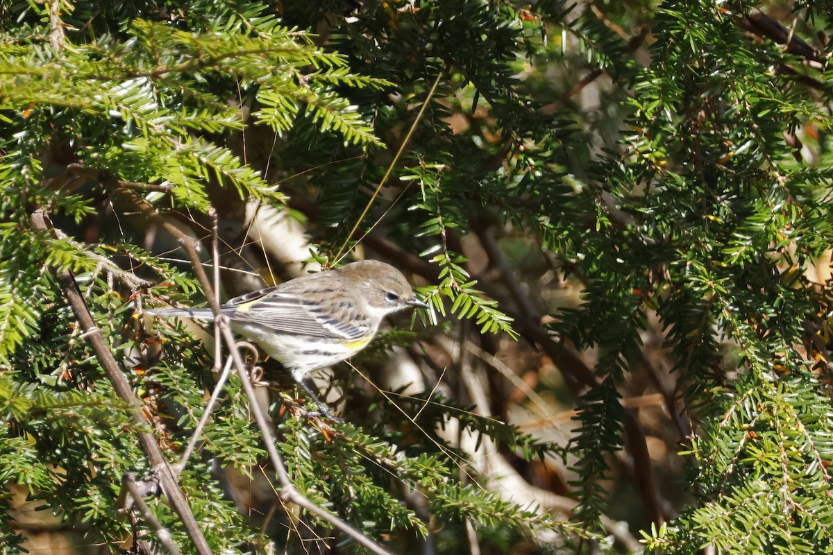 Yellow-rumped Warbler (Myrtle) - Larry Therrien