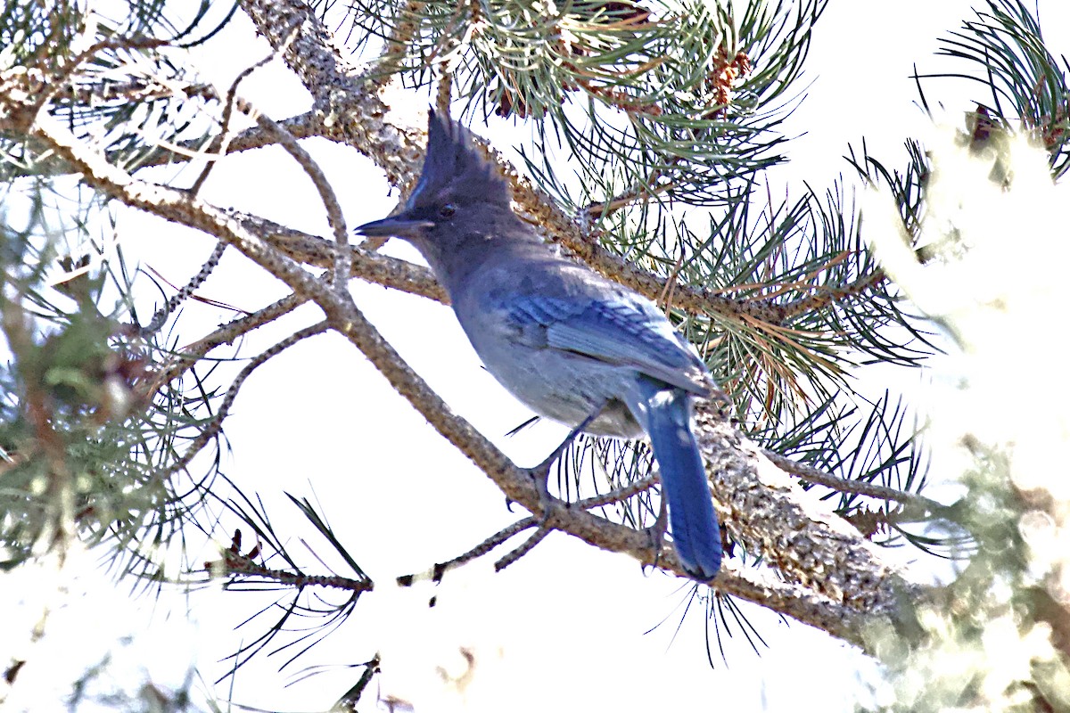 Steller's Jay - ML625250727