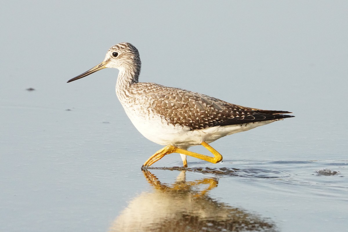 Greater Yellowlegs - ML625250745