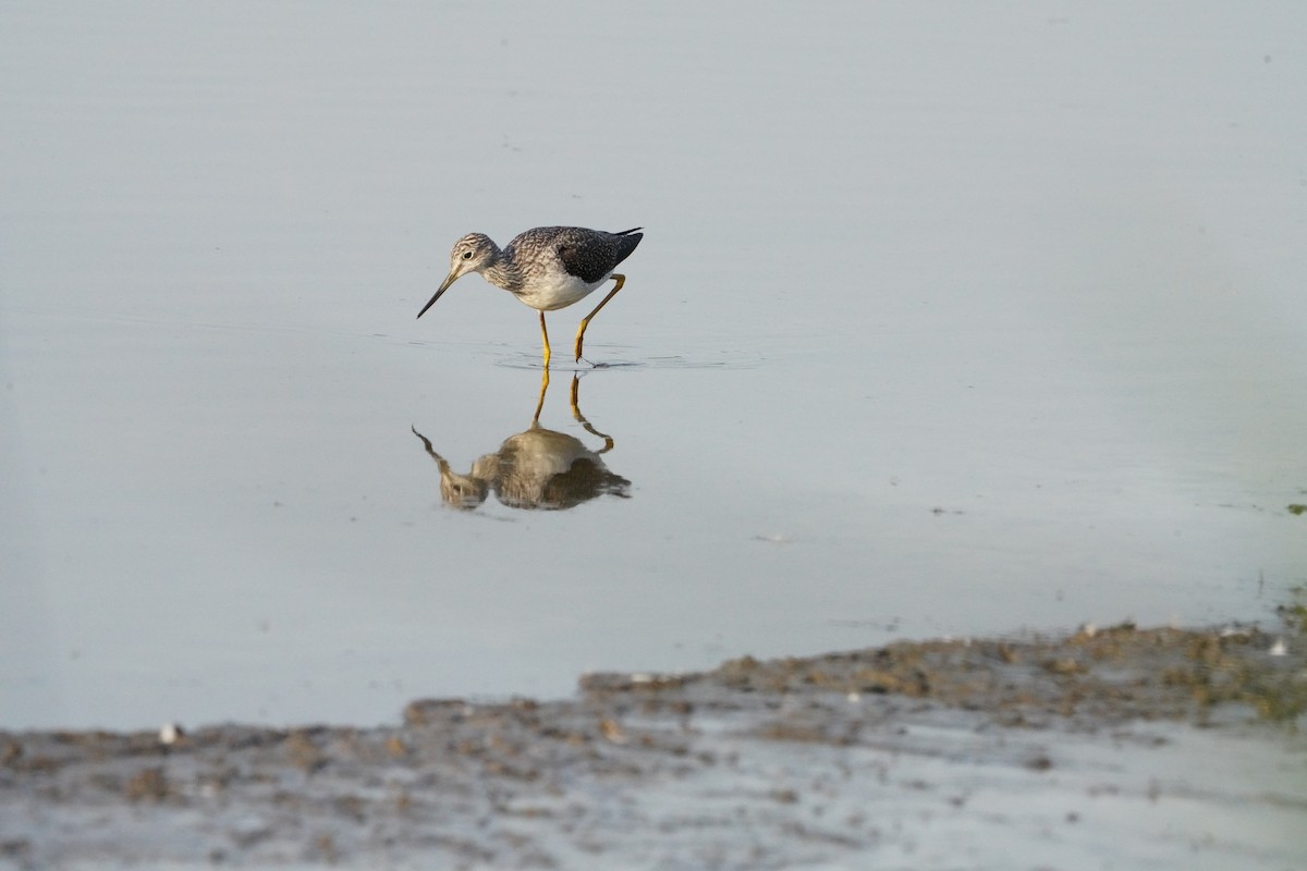 Greater Yellowlegs - ML625250749