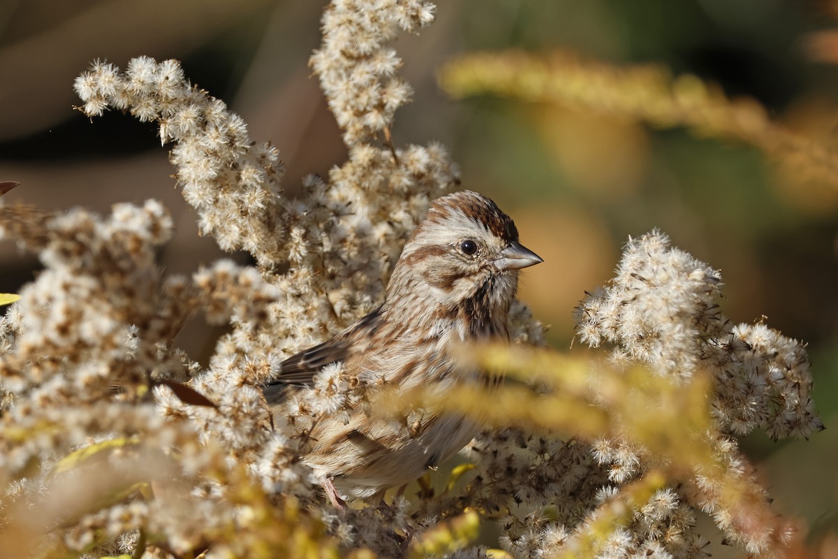 Song Sparrow - ML625250779