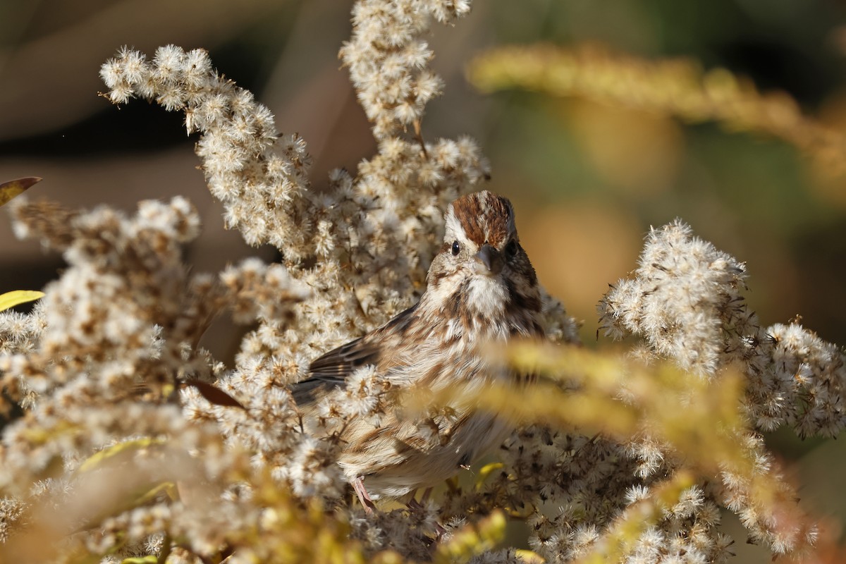 Song Sparrow - ML625250780