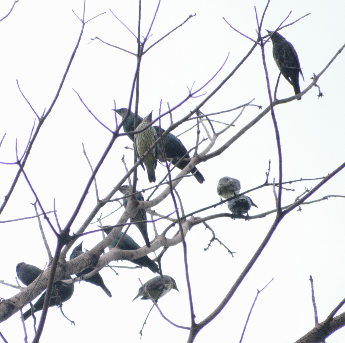 Asian Glossy Starling - ML625250963