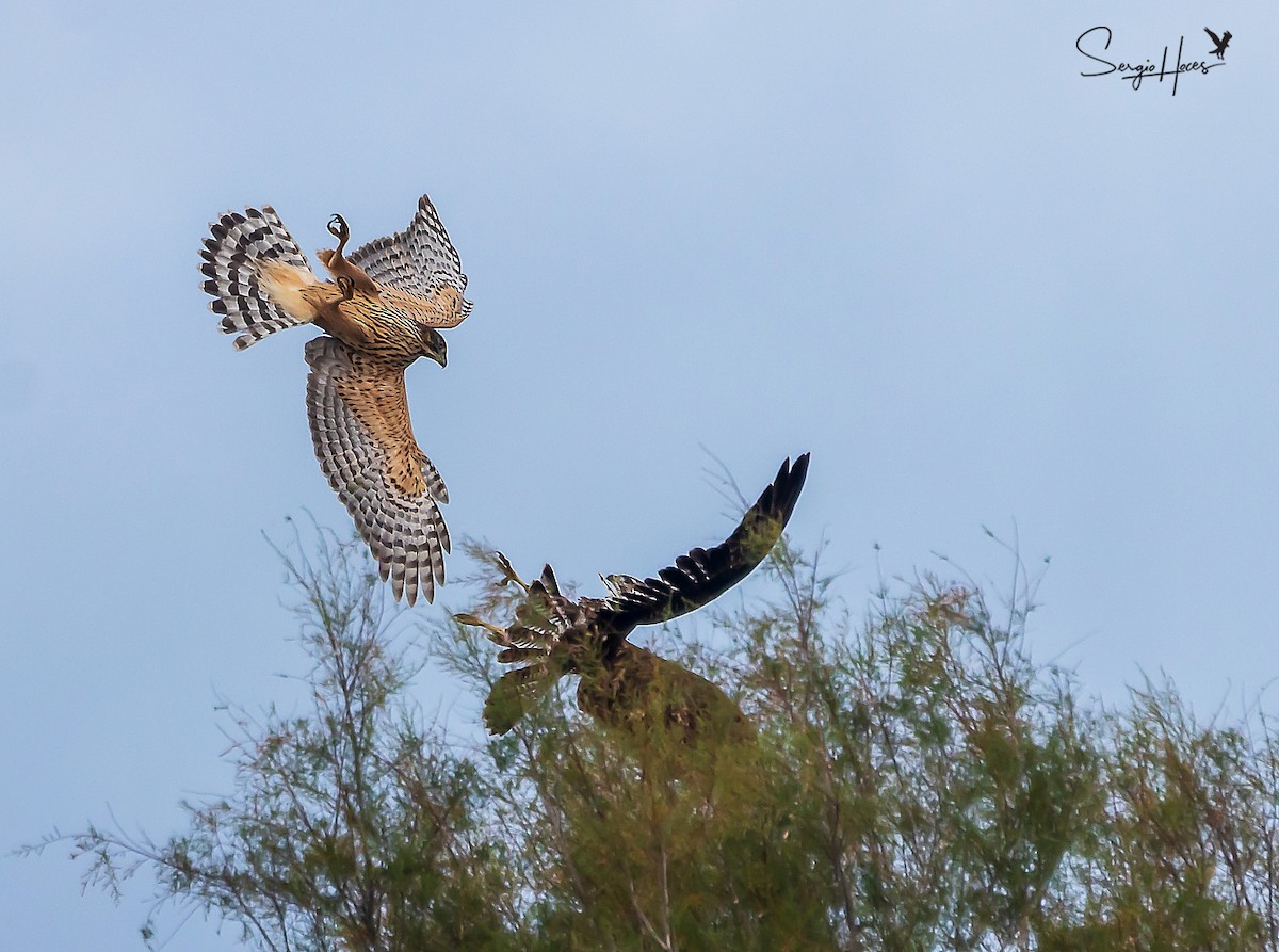 Eurasian Goshawk - ML625250972