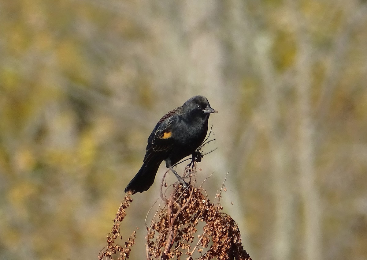 Red-winged Blackbird - ML625251218