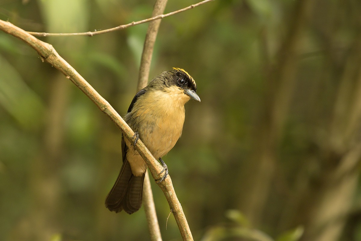 Black-goggled Tanager - ML625251292