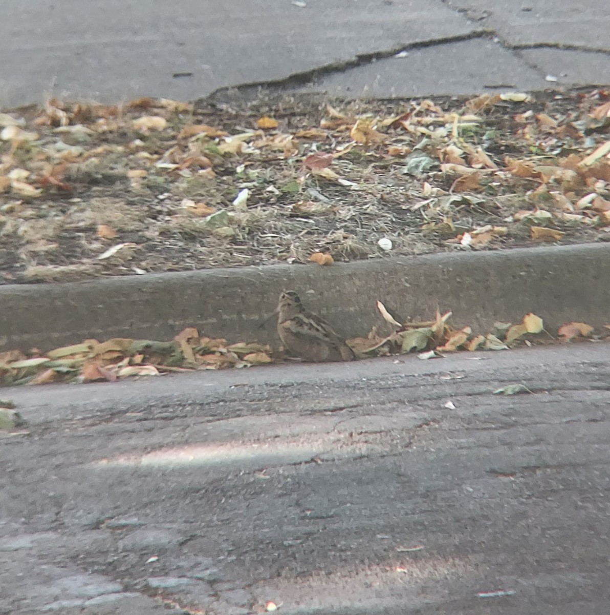 American Woodcock - ML625251306