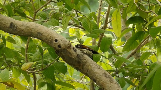 Black-rumped Flameback - ML625251316
