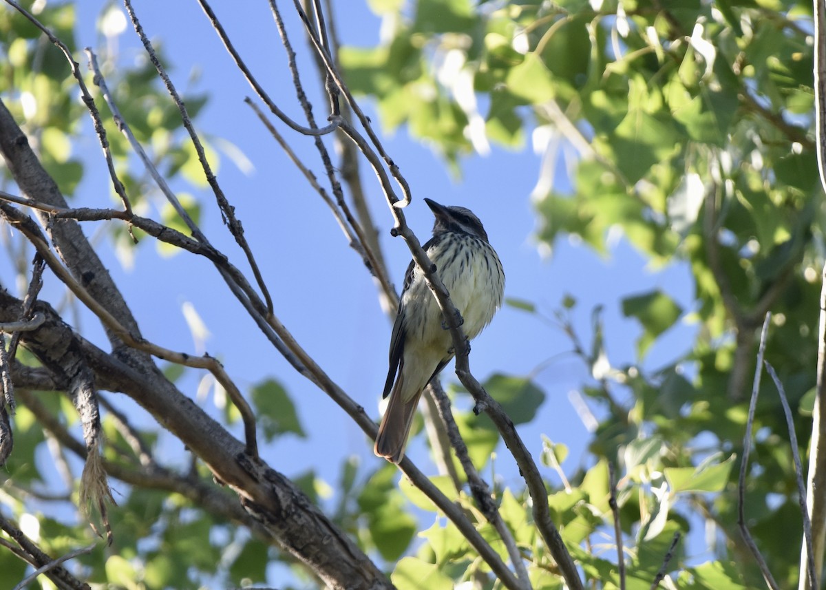 Sulphur-bellied Flycatcher - ML625251383