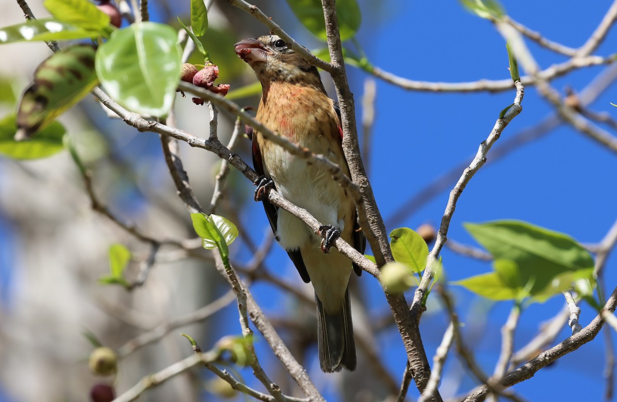 Rose-breasted Grosbeak - ML625251418