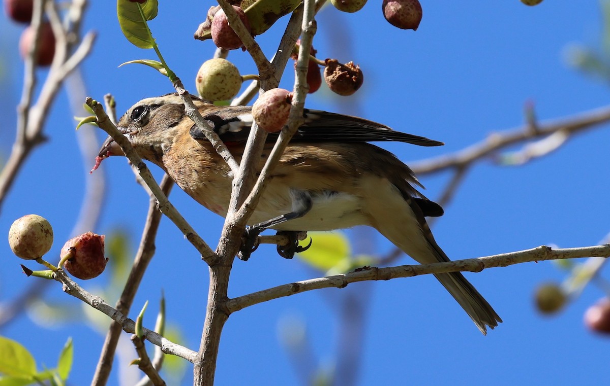 Rose-breasted Grosbeak - ML625251426