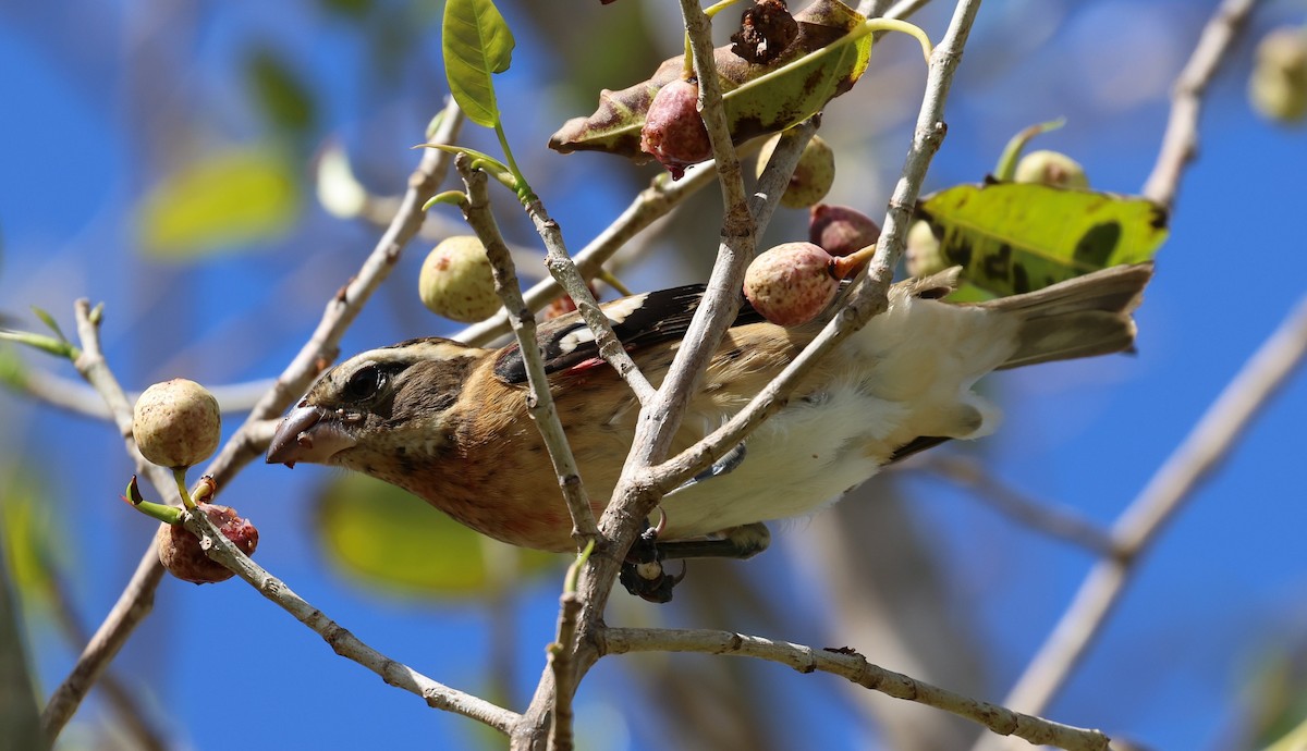 Rose-breasted Grosbeak - ML625251427