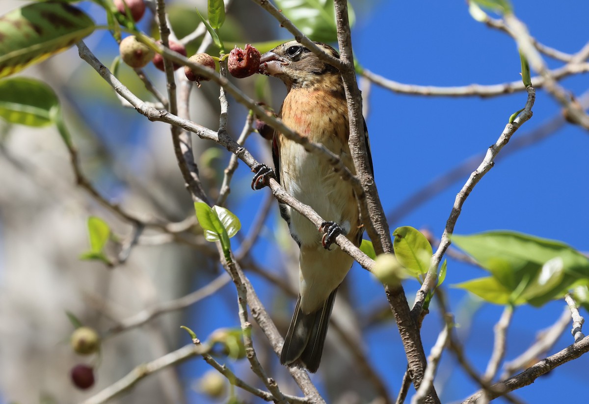 Rose-breasted Grosbeak - ML625251429