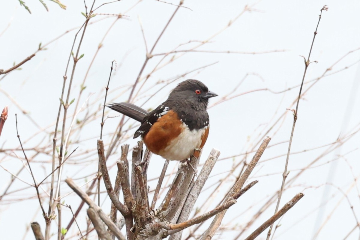 Spotted Towhee - ML625251716