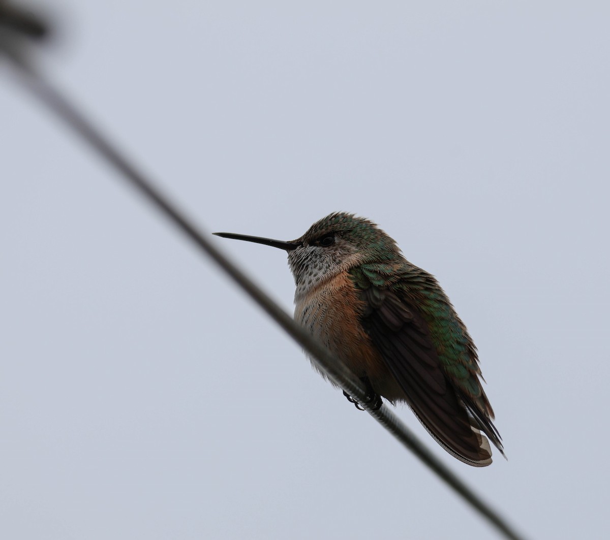 Broad-tailed Hummingbird - ML625251782