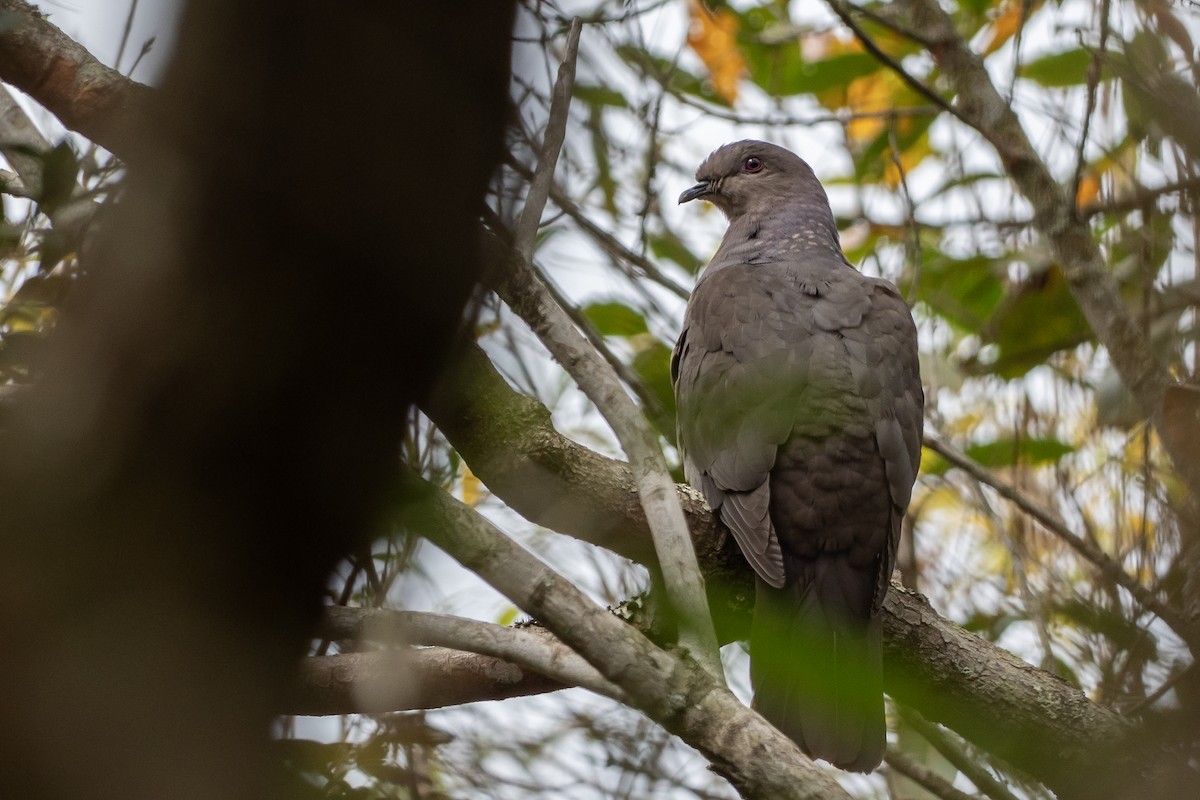 Plumbeous Pigeon - ML625251818