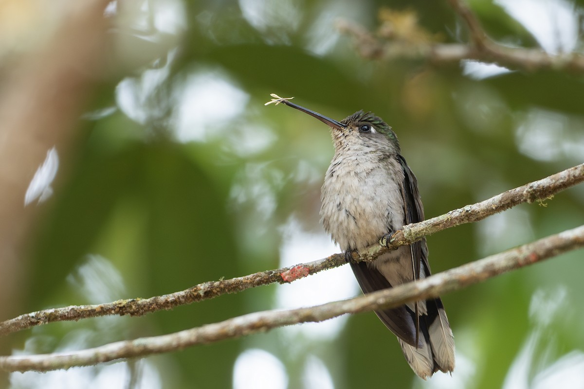 Diamantina Sabrewing - ML625251834