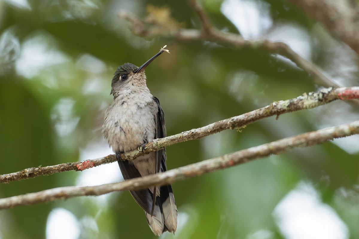 Diamantina Sabrewing - ML625251835
