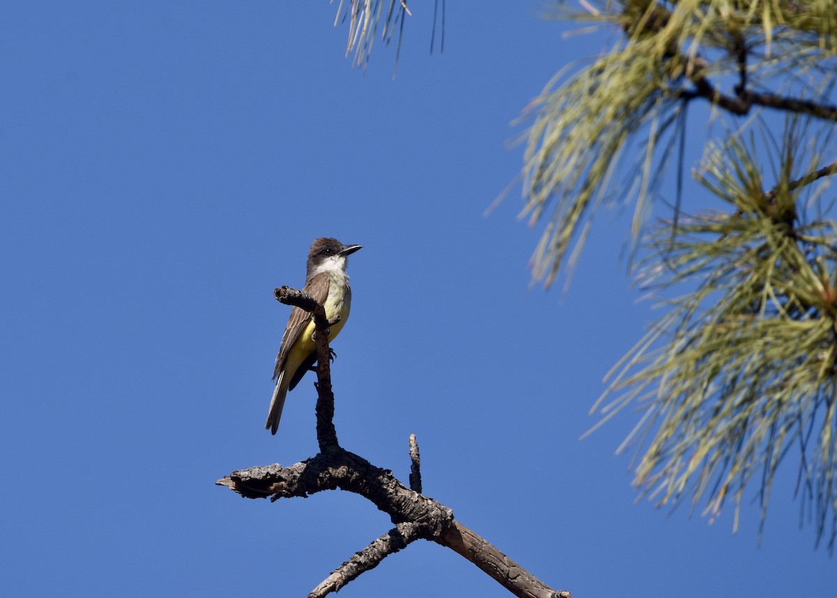 Thick-billed Kingbird - ML625251837