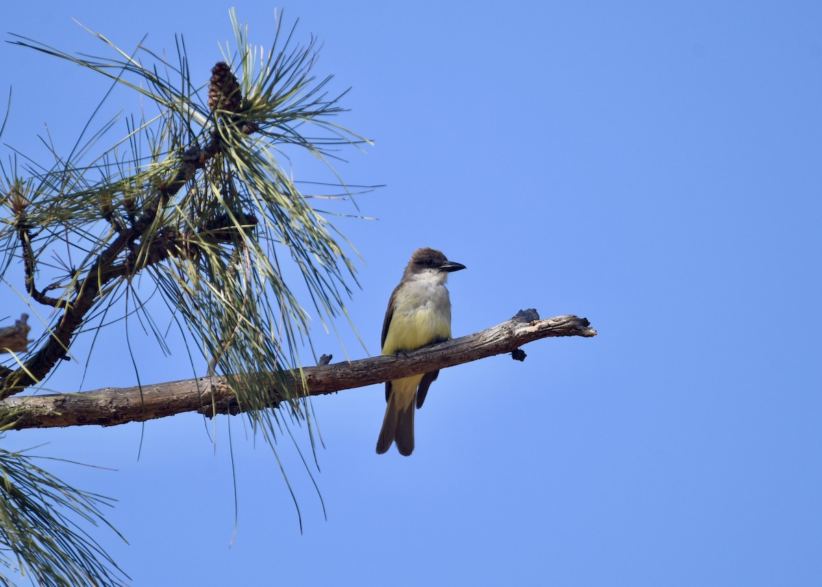 Thick-billed Kingbird - ML625251838
