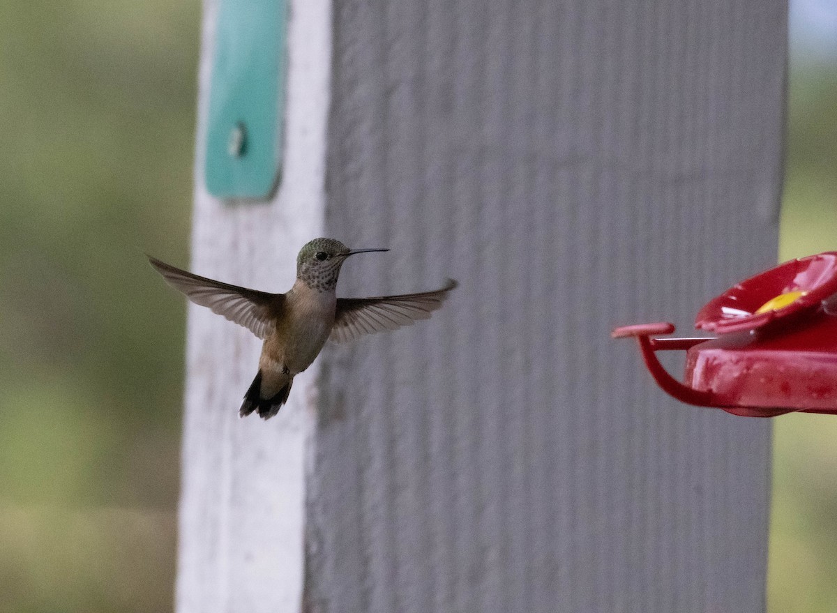 Broad-tailed Hummingbird - ML625251997